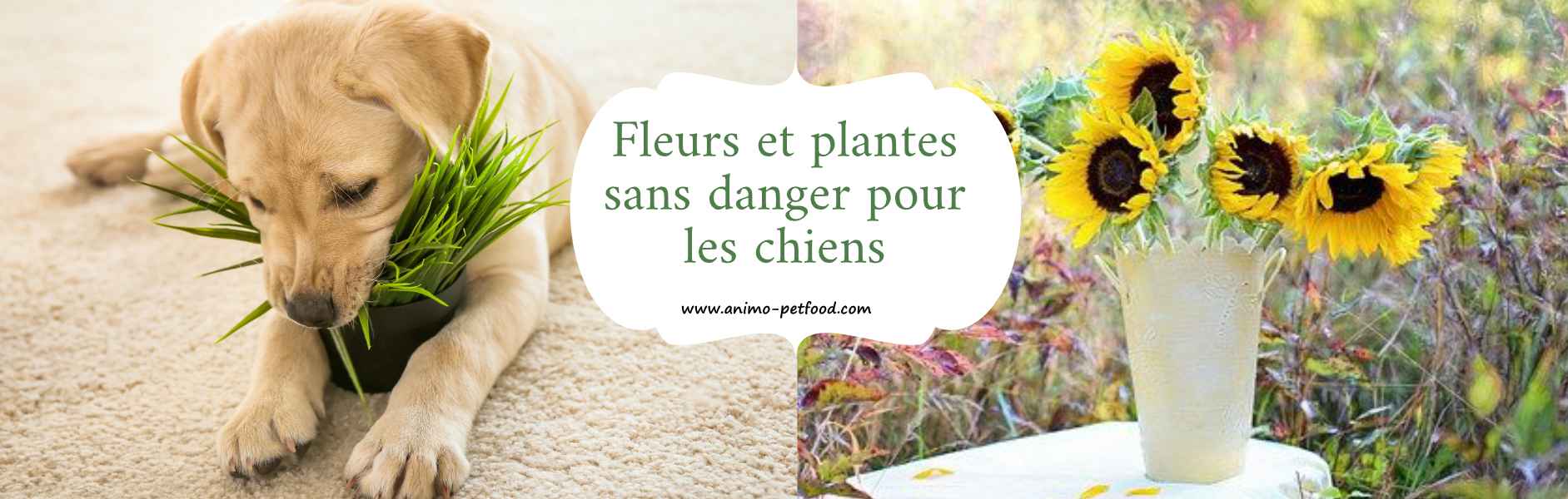 Fleurs et plantes sans danger pour les chiens